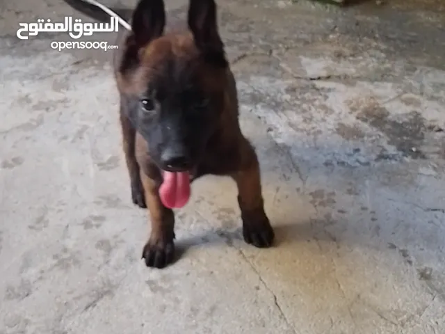 جرو مالينو انثى عمر شهرين ونص