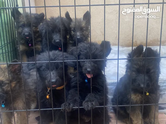 German shepherd show line  Royal black  Black tan  Sable brown