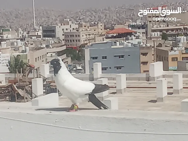 أرباش لبيع