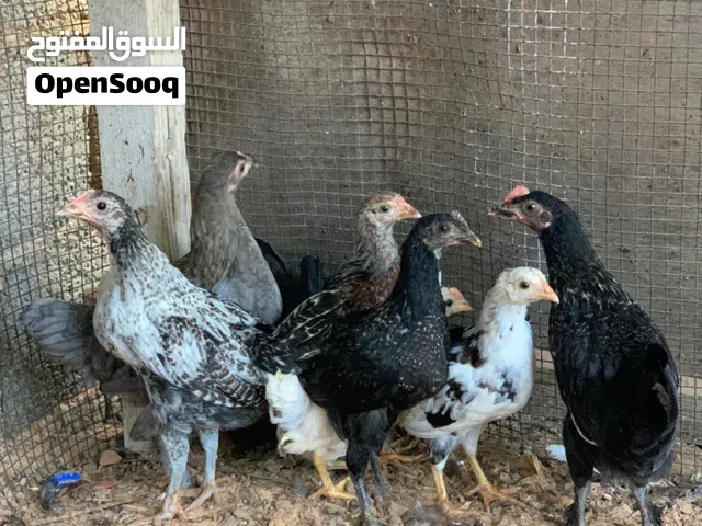 فلاليس للبيع