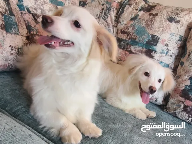 جراو باسيت ريترايفر عمر شهرين للبيع بأفضل سعر جراو باسيت ريترايفر عمر شهرين للبيع بأفضل سعر