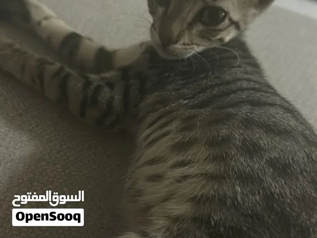 قطة أنثى صغيرة للتبني   عمرها 3 شهور