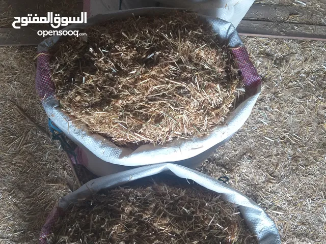 تبن بيقيا نظيف للبيع