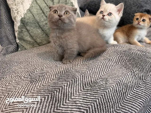 Munchkin and Scottish fold and Scottish straight kittens