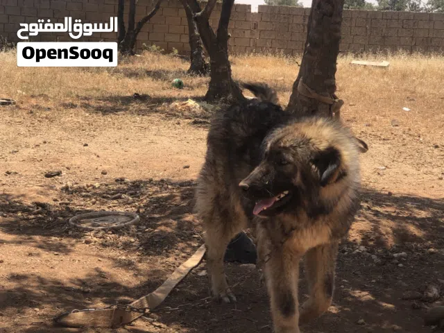 قوقازي بيور العمر ست اشهر