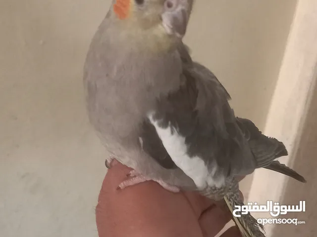 ببغاء الكوكتيل اليفات جدا