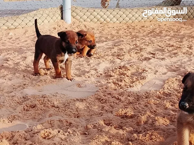 كلاب منينوى اعمارهم اقل من شهر واحد