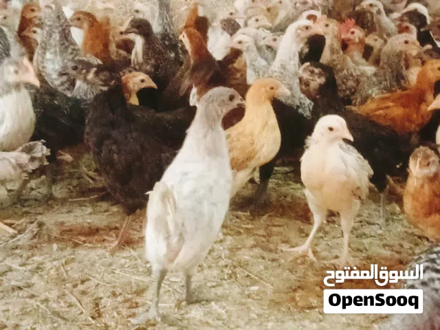 للبيع دجاج عماني محلي و يوجد سمان لدينا