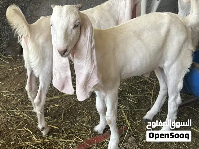 فحل العمر ثلاث شهورونص