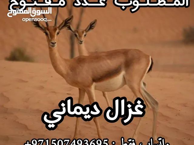 مطلوب غزال (الديماني) والوعل النوبي عدد مفتوح من جميع انحاء الدوله