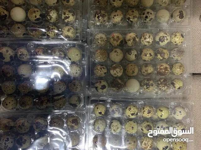 يتوفر لدينا بيض فري للبيع