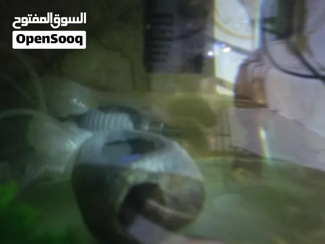 سمك سيكلد زوز كوبيات اربعه طروف وسمكة نضاف وحوض وتلاته فلاتر واكل وزينه وشفاط مياه يدوي للبيع كلهم