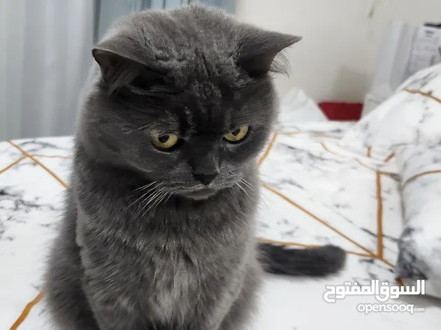 اسمه سلفر عمره 6