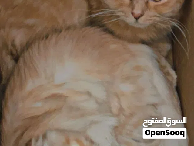 Male Scottish fold for mating ذكر سكوتش فولد للتزاوج