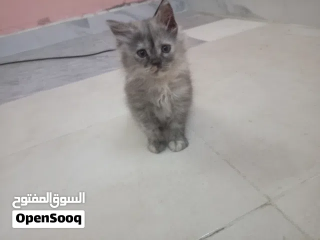 بيع قطط مستعجل
