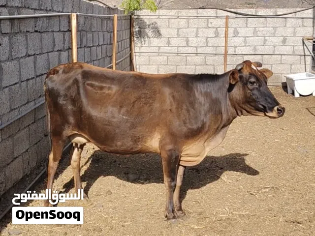 بقره هجين للبيع  مد وشور ما شاء الله بصحة ممتازة الحمد لله