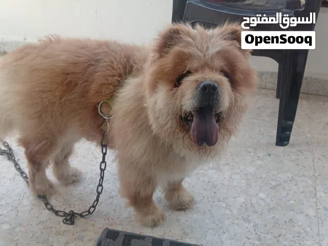 كلب تشاو تشاو