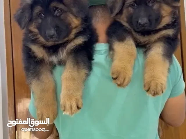 جراء جيرمن خط اول بلاك وبلا تان الام بطله معروفه والاب استيراد