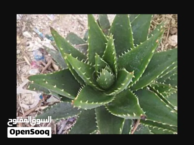 نباتي منزلي دائم الخضرة