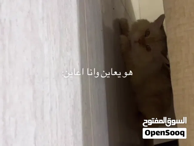 بيع قطوتين سكوتش ذكر وانثى بالخبر