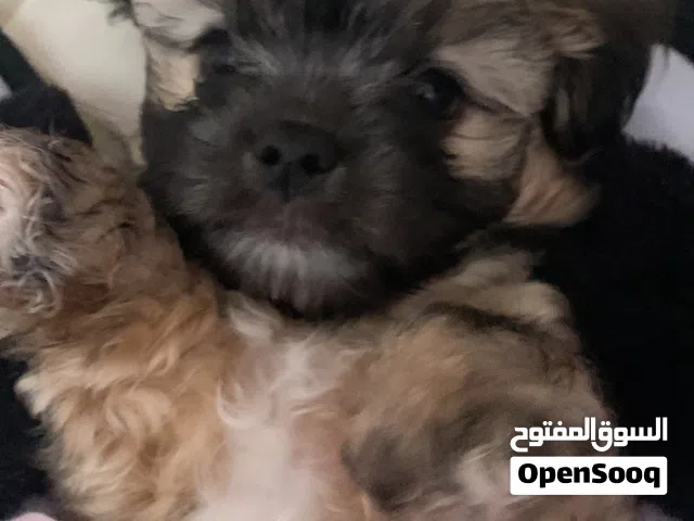 Males Shihtzu