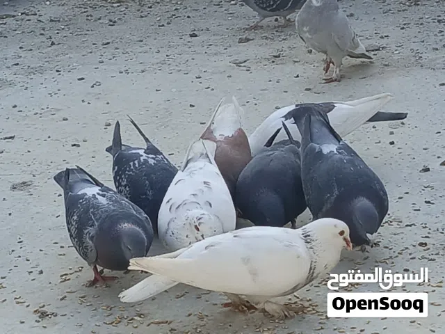 حمام بلدي للبيع ثلاث دنانير