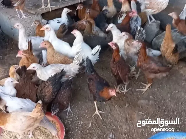 دجاج الدار