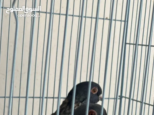 حمام صواف نادر الحصول عليه في عمان