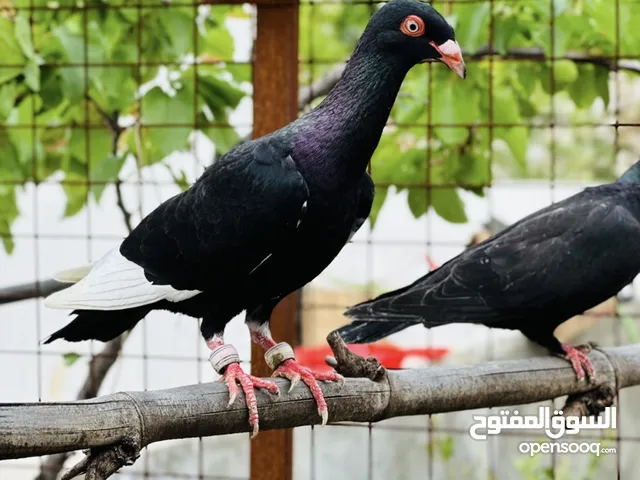كوم حمام للبيع جواز وحبات فلت طيور حمام