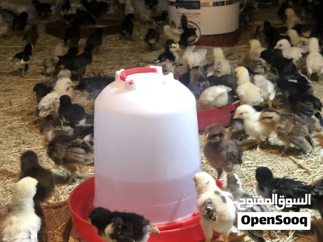 كتكوت عربي للبيع