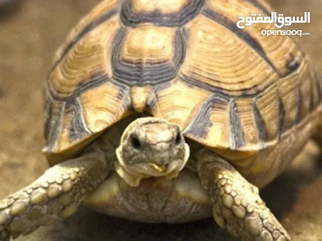 سلحفاة للبيع في قصر الخيار