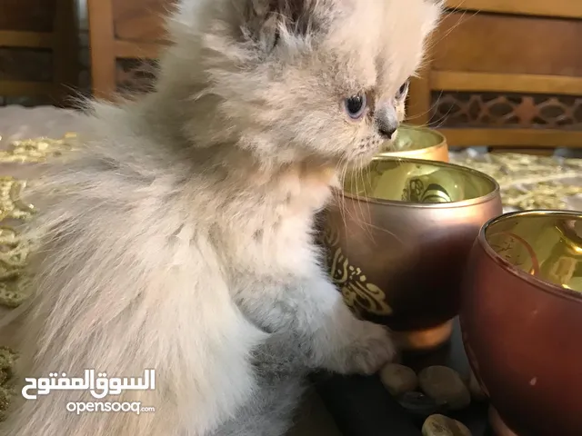 قطة انثى عمر شهر ونص