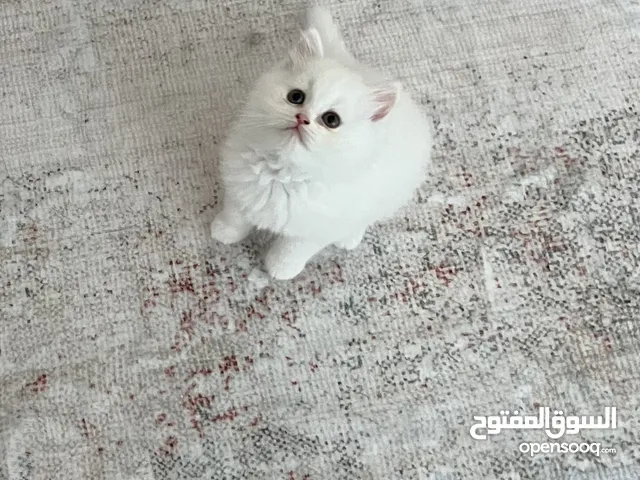 Persian cat 2 months
