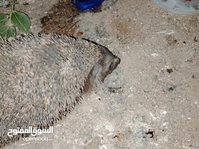 يوجد قنفذ للبيع السعر 15 كبير بالصلاه على النبي الموقع الحصن