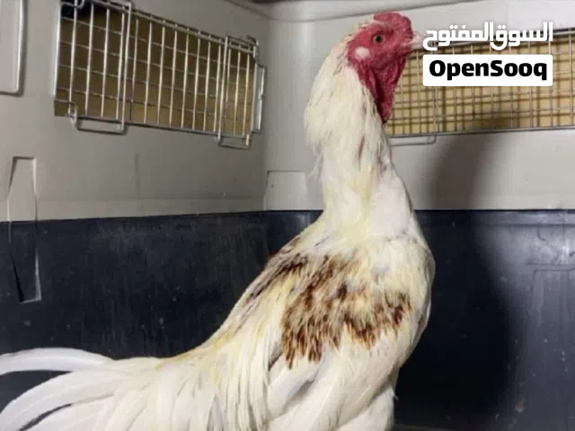 ام القيوين نوع ديك ميوالي