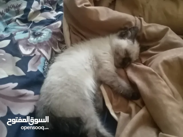 البسه أنثى السعر 30