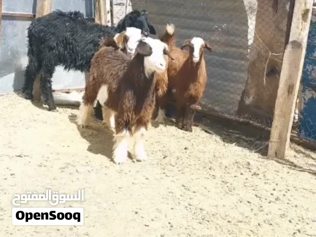 البيع جدايه سمان فول وحمله