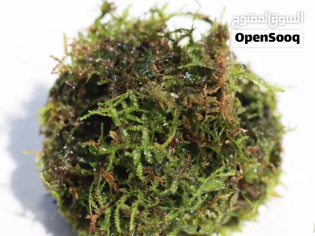 Java moss aquatic plant