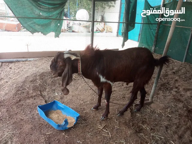 pakistan goat