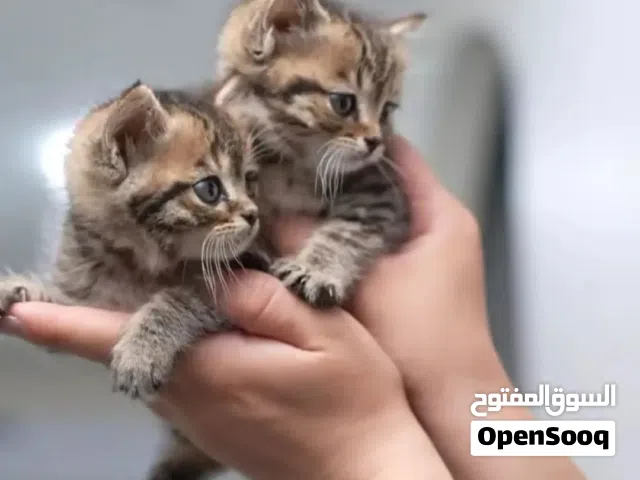 كتن مميزه مناسبه للاطفال..بسعر مغري...صحه ممتازه التسليم في عياده بيطريه
