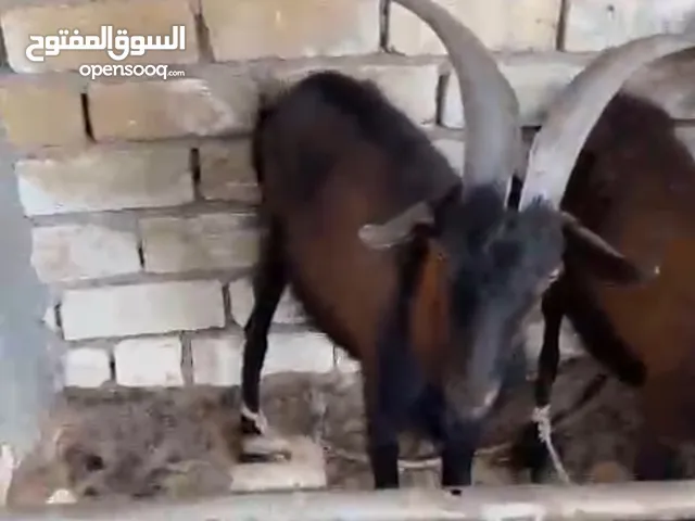 ماعز الالبين زوز جديان