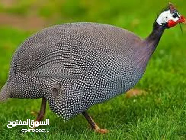 دجاج فرعوني عدد اربعه