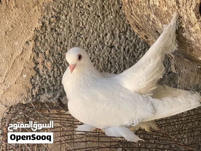متاح زوز اناثي ودكر