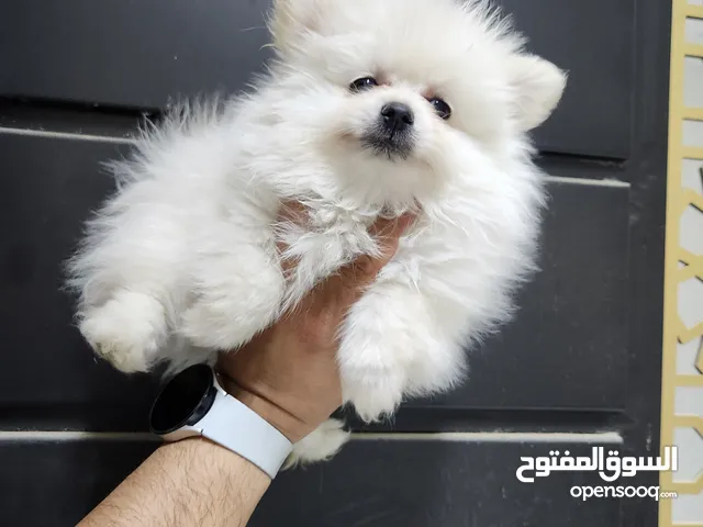 كلاب بومرينيان للبيع بالرياض