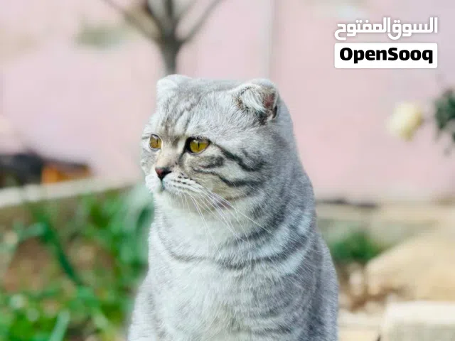 قط سكوتش فولد