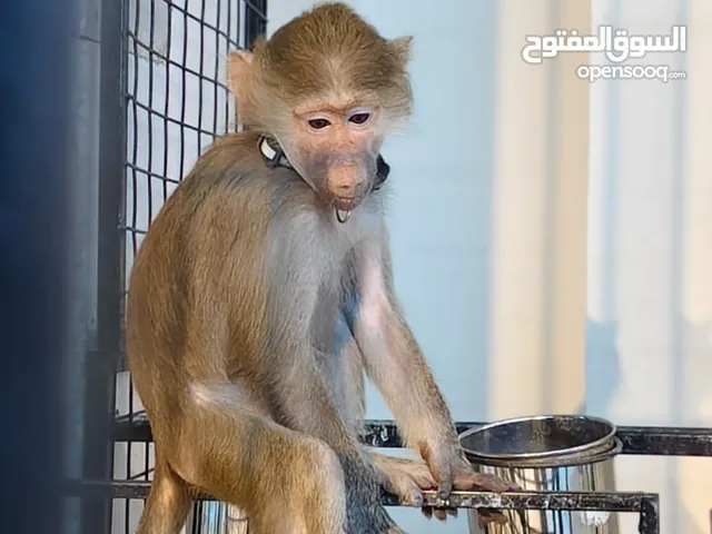 قرد للبيع فقط وليس للبدل Monkey for sale only