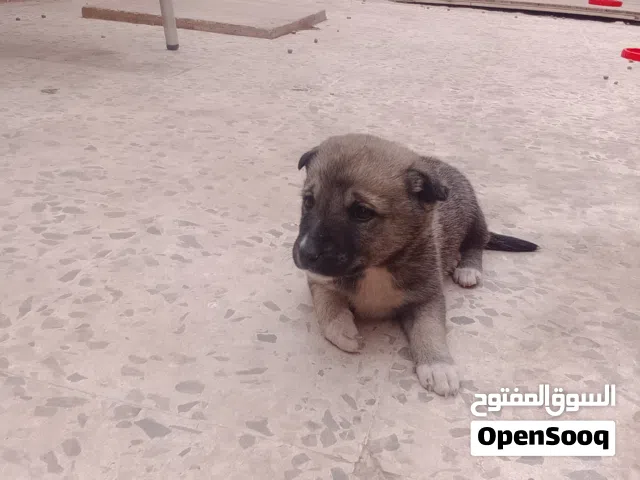 جرو جيرمن عمر خمسين يوم للبيع