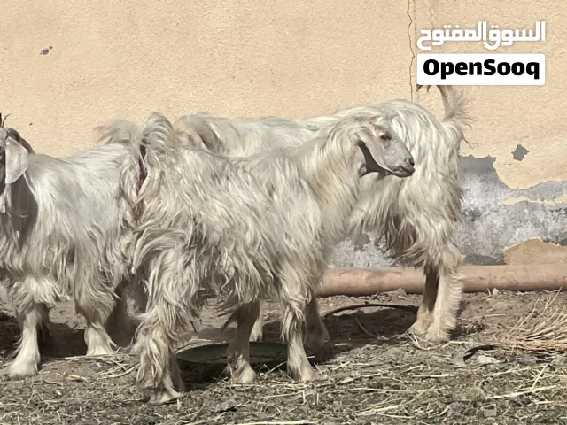 اضاحي العيد تواصل  مع الرقم