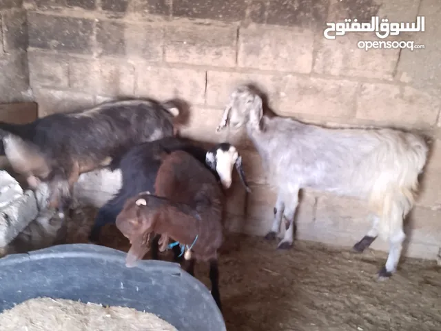 عنزين حليب  منظر ووسر وطول  شعاري ثنتين نخب البيع كوم او مفرق كلشي سعره فيه