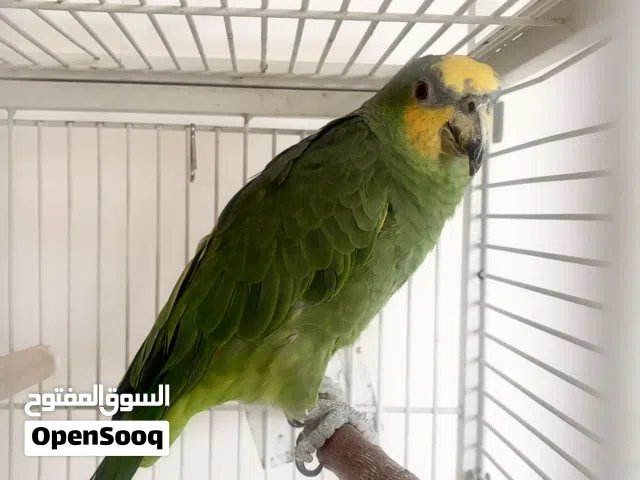 ببغاء أمازون Amazon parrot